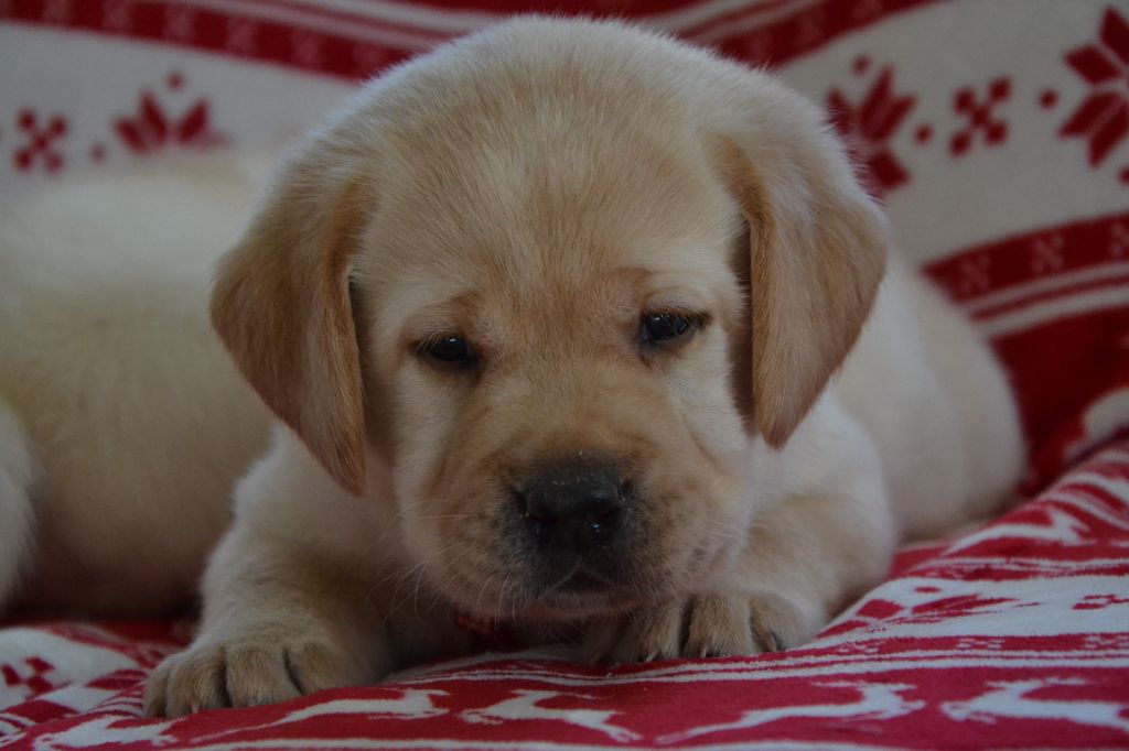 Ki Kalonek - Chiot disponible  - Labrador Retriever