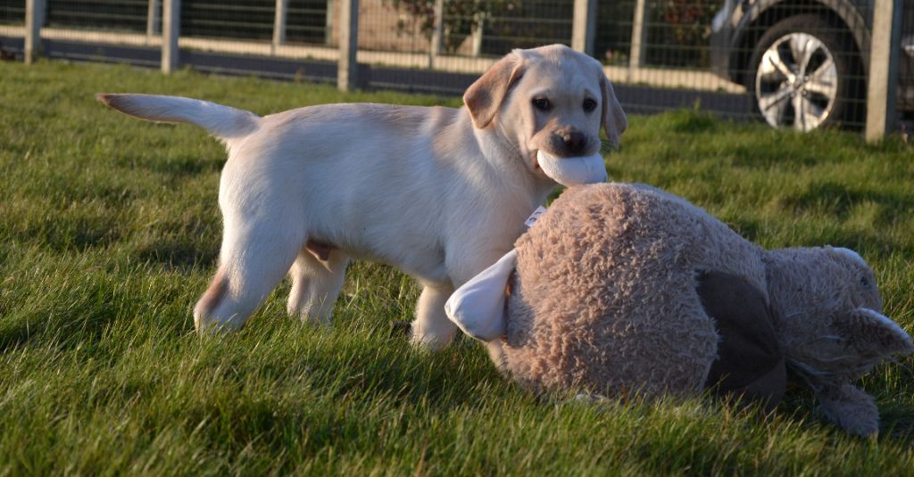 Ki Kalonek - Chiot disponible  - Labrador Retriever