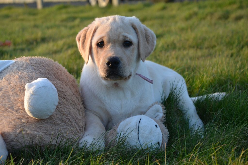 Ki Kalonek - Chiot disponible  - Labrador Retriever