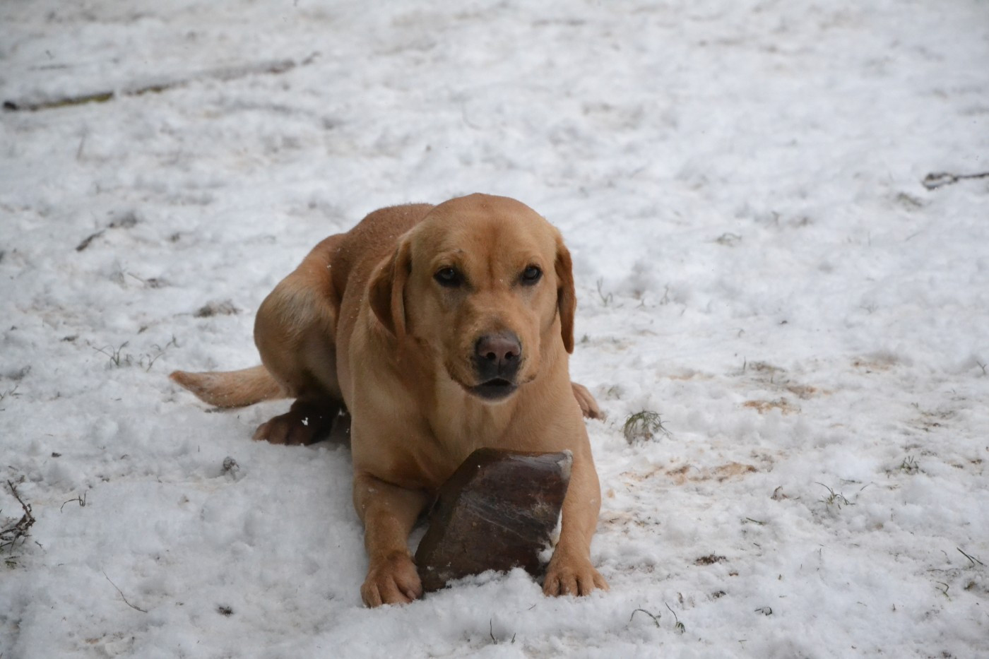 Ki Kalonek Tonnerre de brest