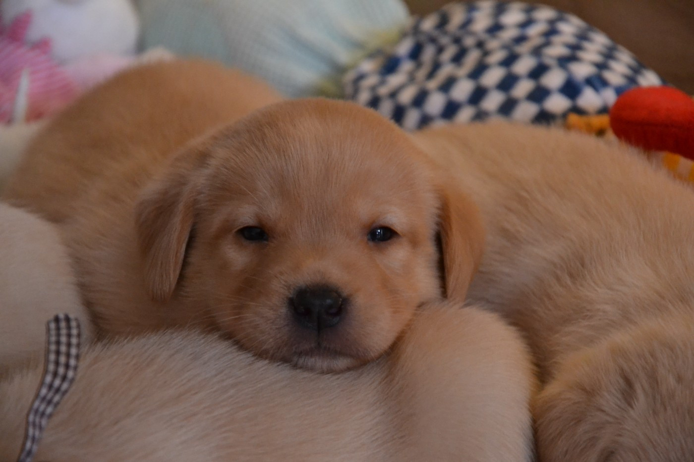 Ki Kalonek - Chiots disponibles - Labrador Retriever