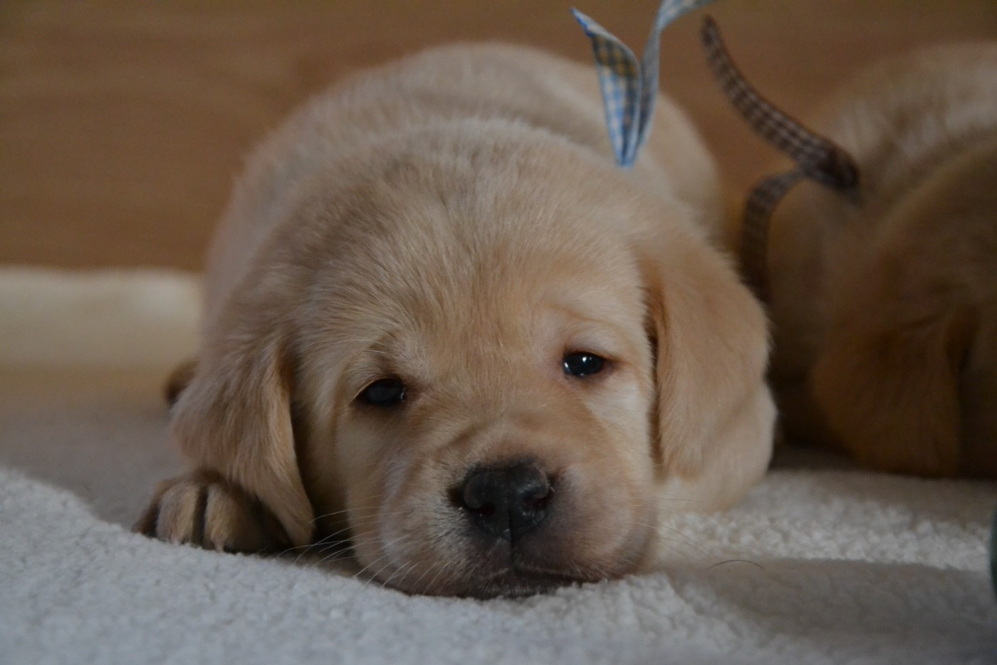 Ki Kalonek - Chiots disponibles - Labrador Retriever