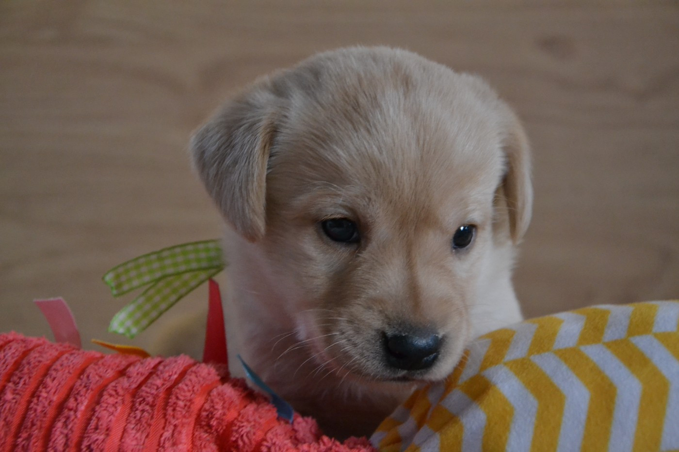 Ki Kalonek - Chiots disponibles - Labrador Retriever