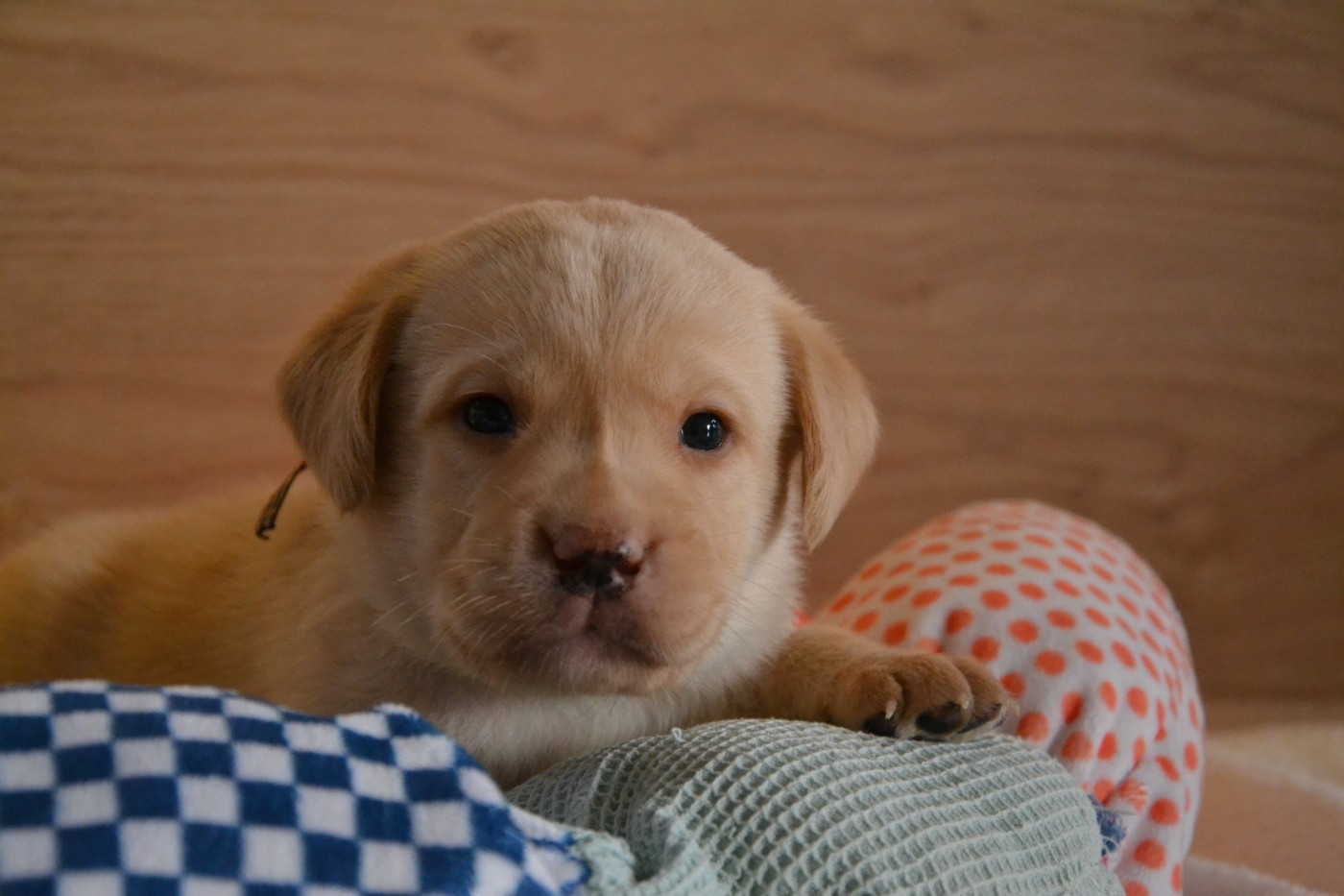 Ki Kalonek - Chiots disponibles - Labrador Retriever