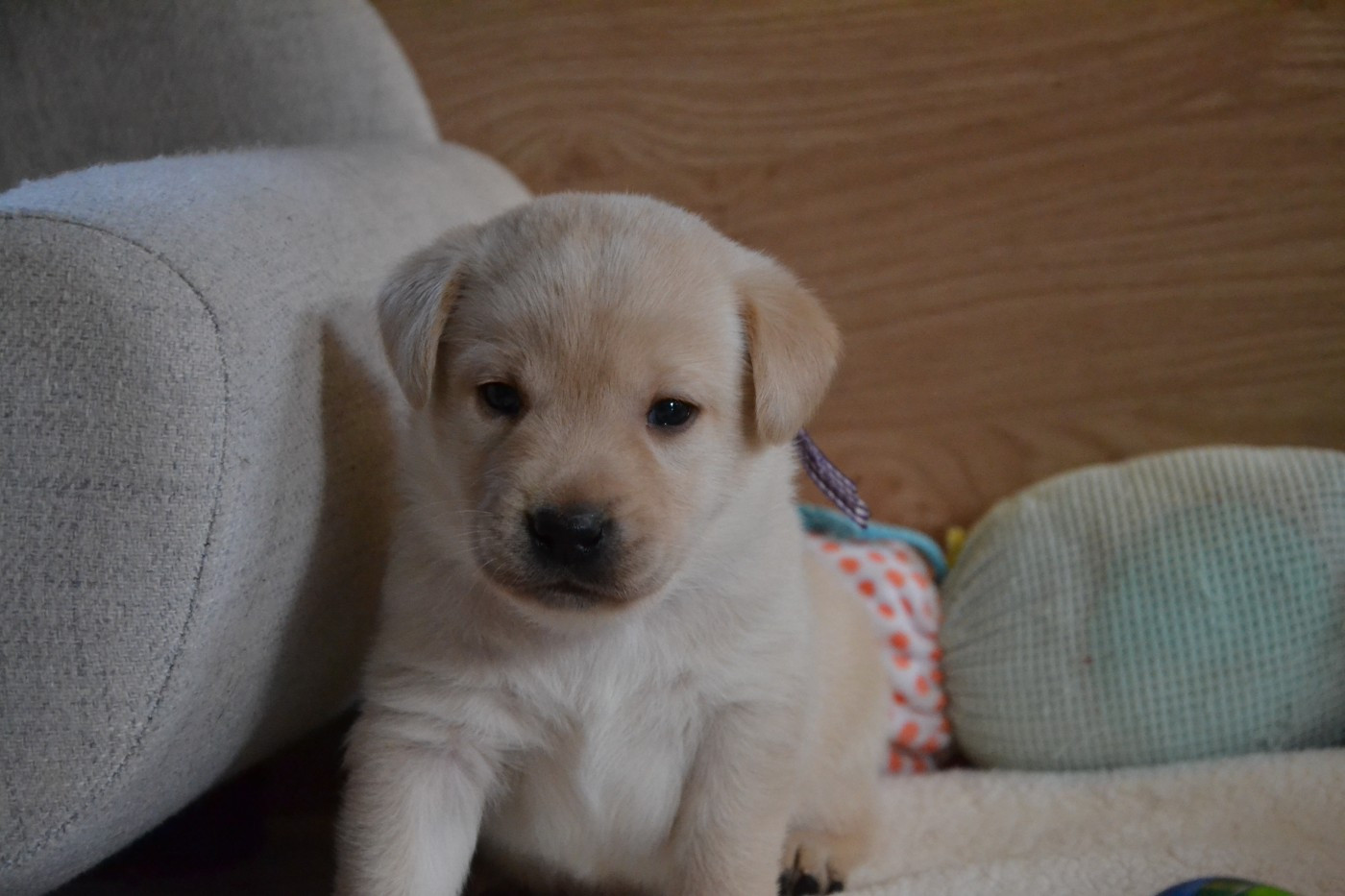 Ki Kalonek - Chiots disponibles - Labrador Retriever