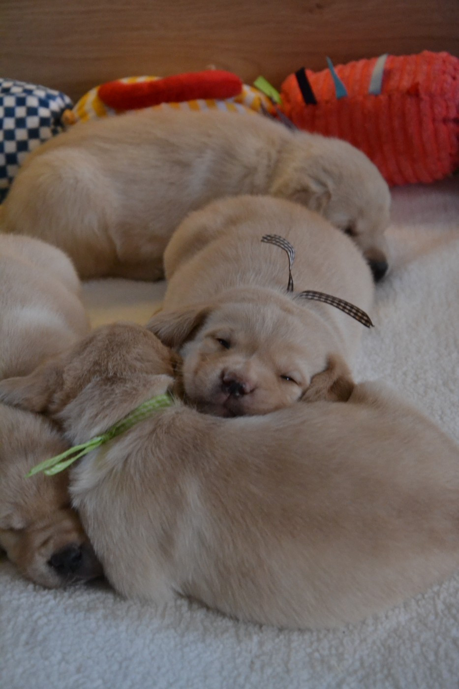 Chiot Labrador Retriever Ki Kalonek