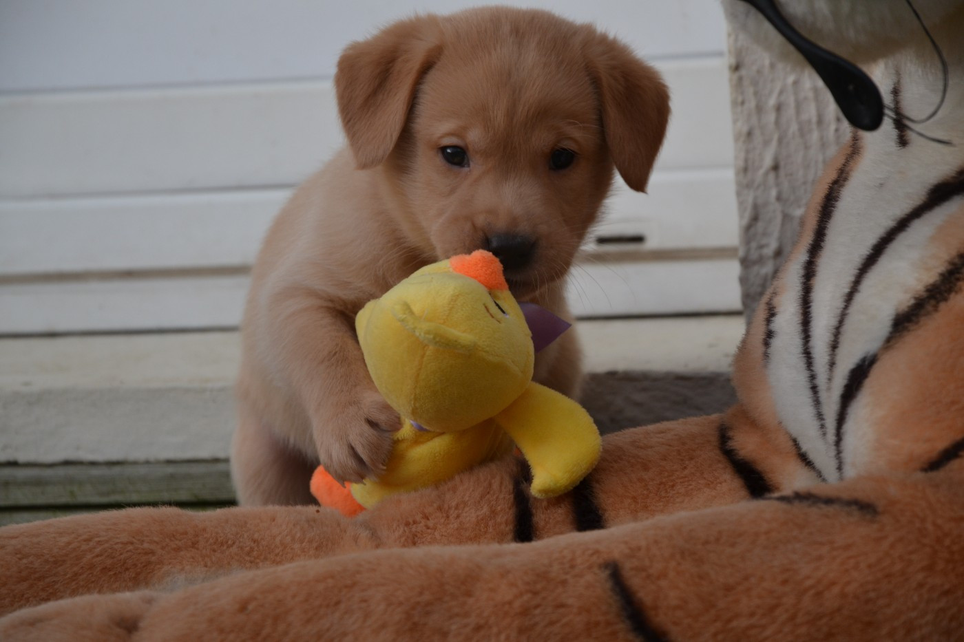 Ki Kalonek - Chiots disponibles - Labrador Retriever