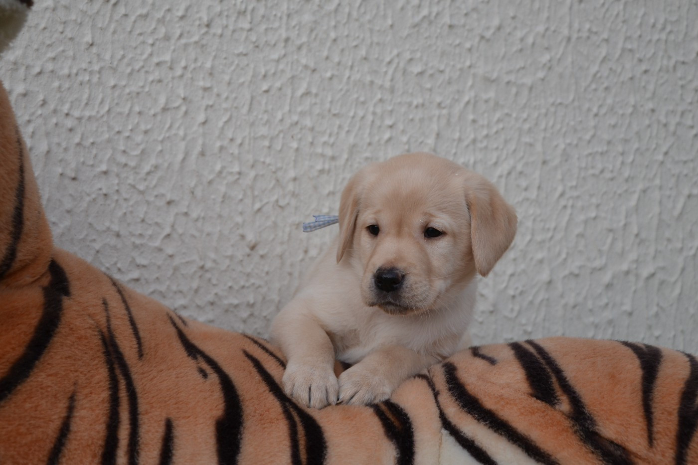 Ki Kalonek - Chiots disponibles - Labrador Retriever