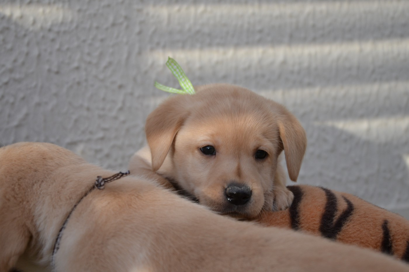 Ki Kalonek - Chiots disponibles - Labrador Retriever