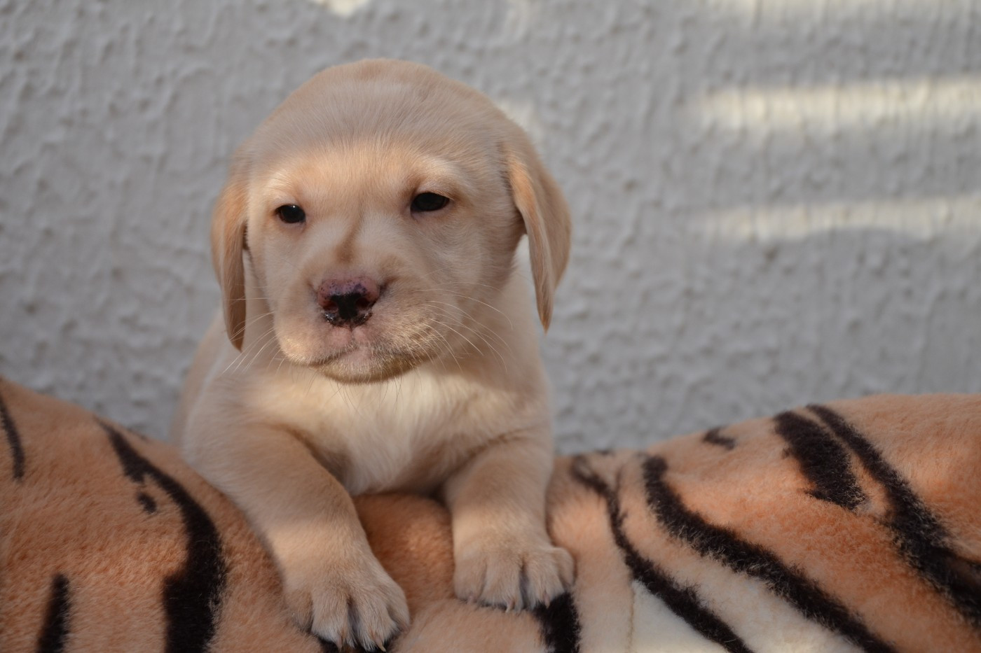 Ki Kalonek - Chiots disponibles - Labrador Retriever