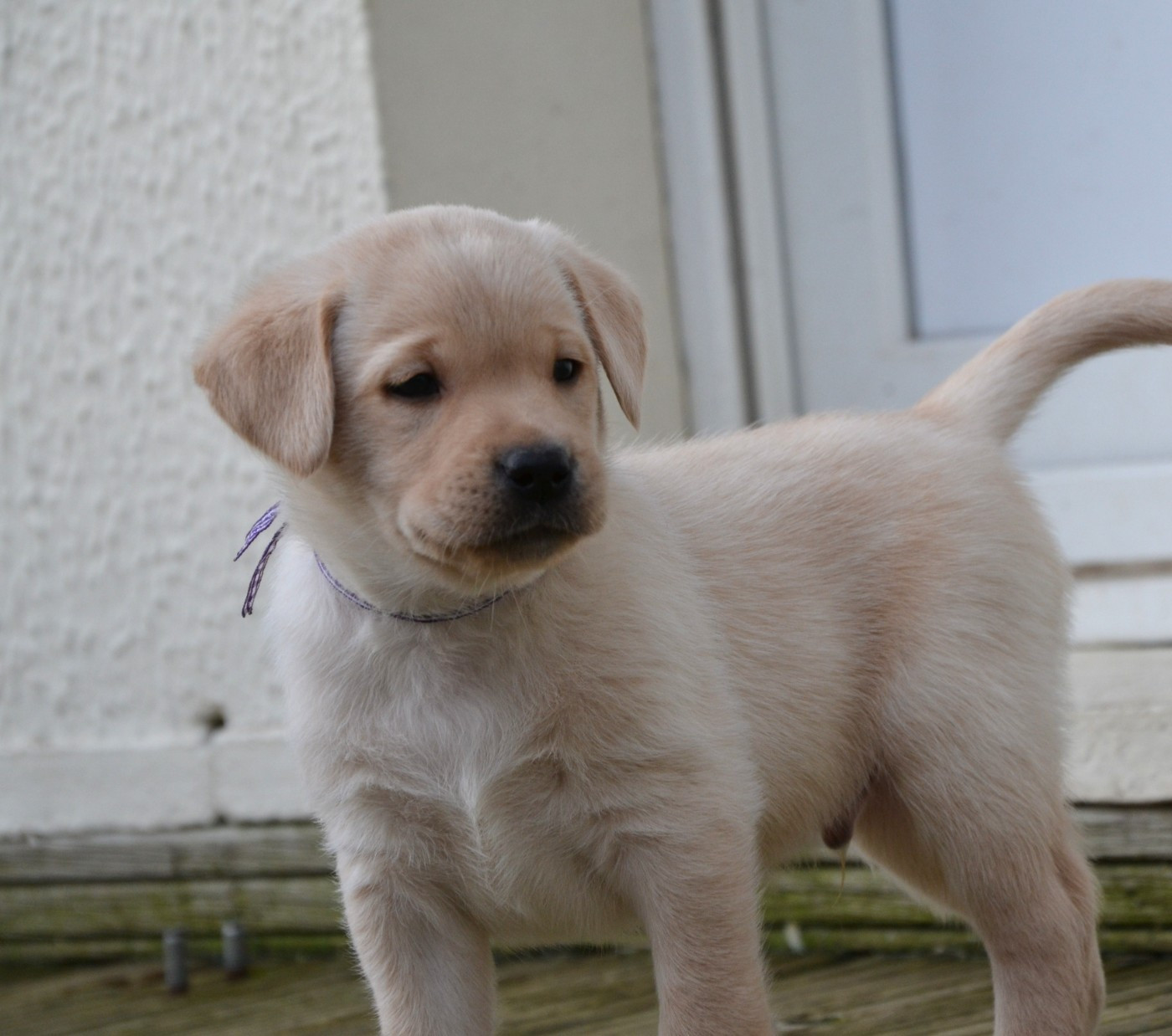 Ki Kalonek - Chiots disponibles - Labrador Retriever