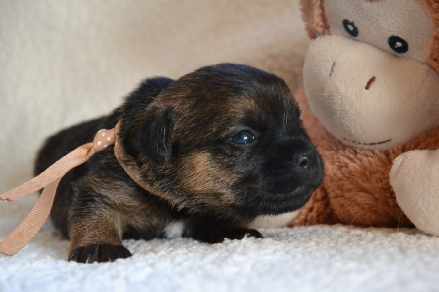 Ki Kalonek - Border Terrier - Portée née le 31/01/2026
