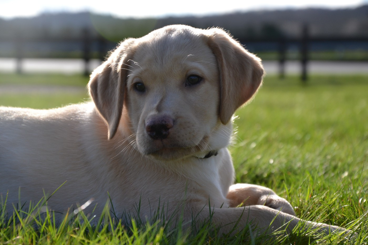 Ki Kalonek - Chiots disponibles - Labrador Retriever