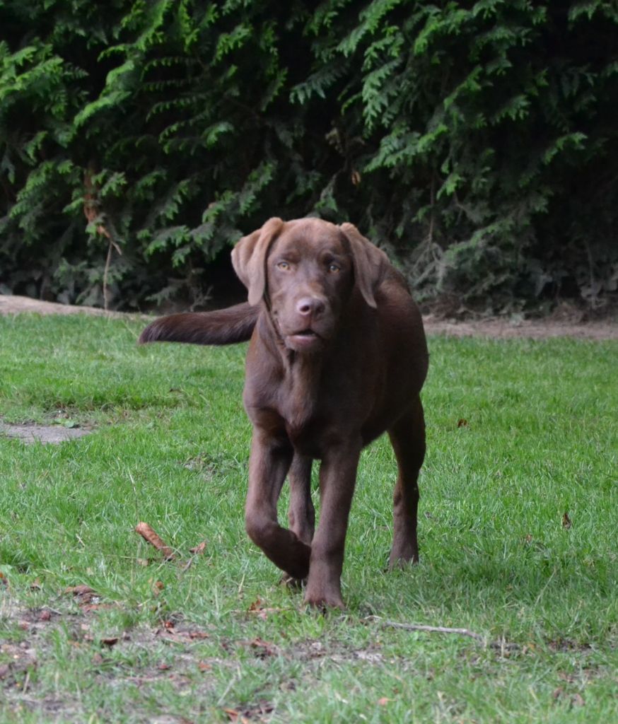 Ki Kalonek - Chiots disponibles - Labrador Retriever