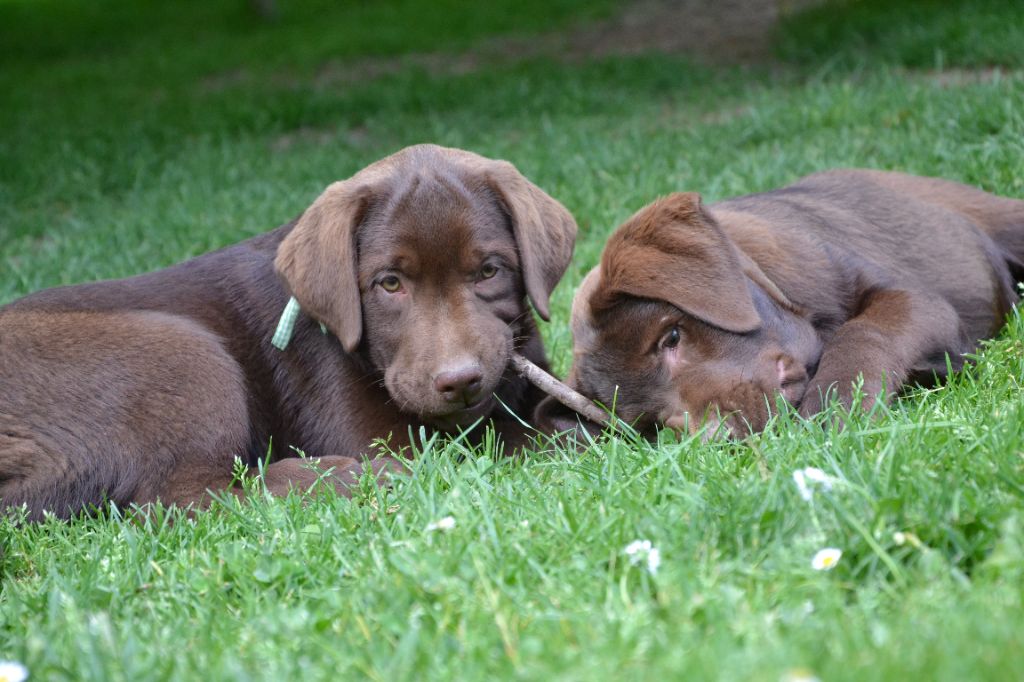 Ki Kalonek - Chiots disponibles - Labrador Retriever