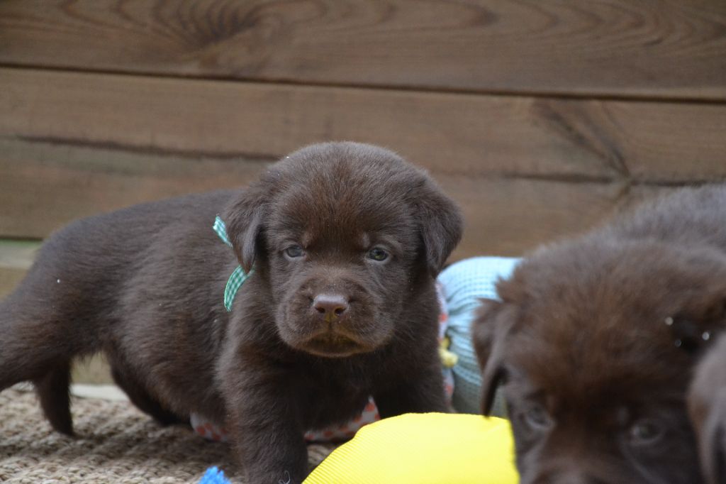 Ki Kalonek - Chiots disponibles - Labrador Retriever