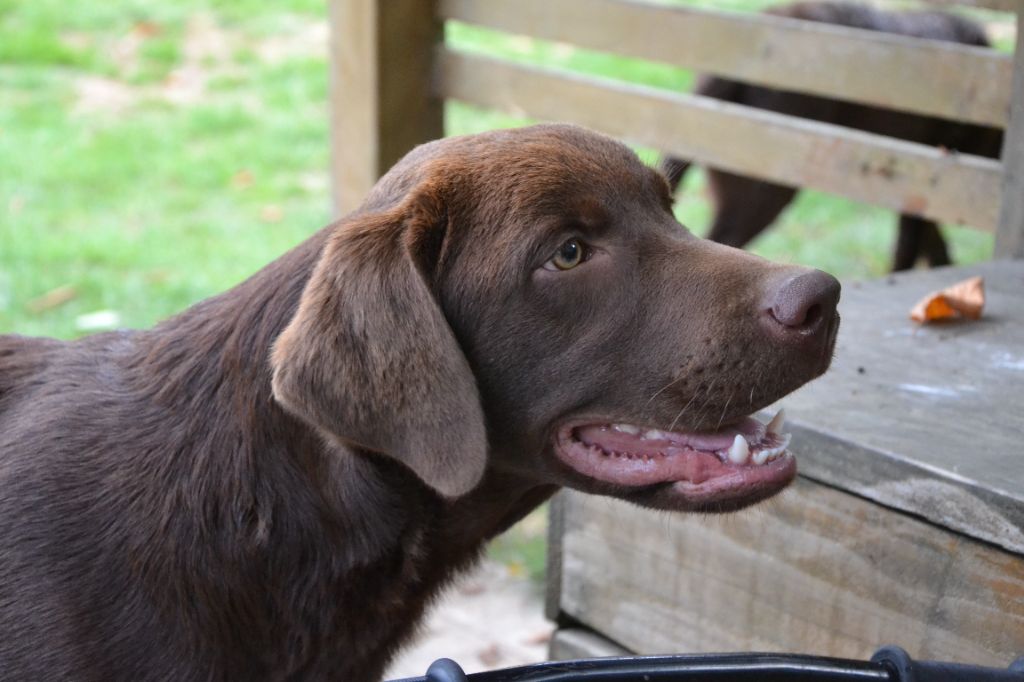 Ki Kalonek - Chiots disponibles - Labrador Retriever