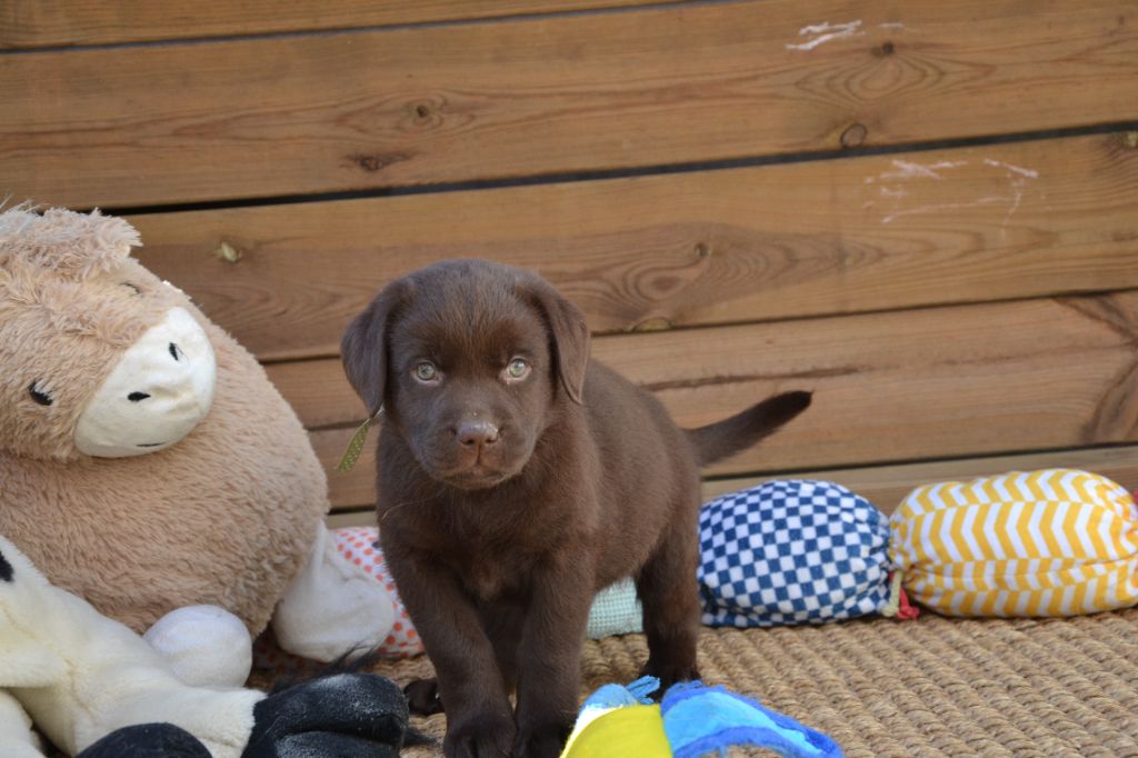 Ki Kalonek - Chiots disponibles - Labrador Retriever