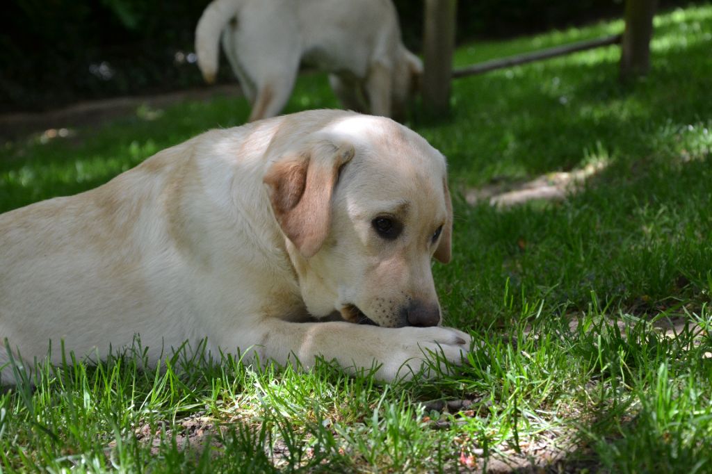 Ki Kalonek - Chiots disponibles - Labrador Retriever