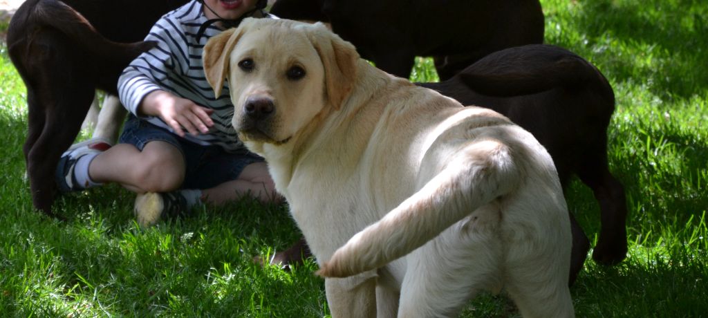 Ki Kalonek - Chiots disponibles - Labrador Retriever