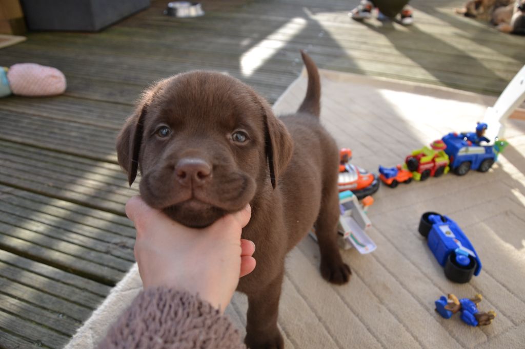 Ki Kalonek - Chiots disponibles - Labrador Retriever