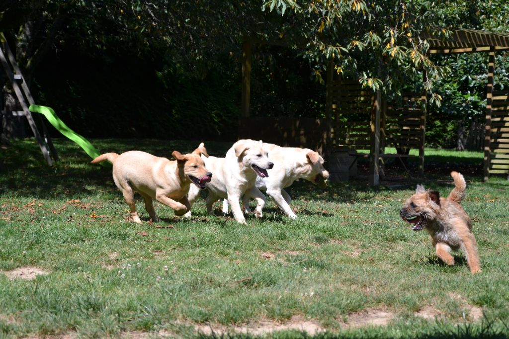 Chiot Labrador Retriever Ki Kalonek