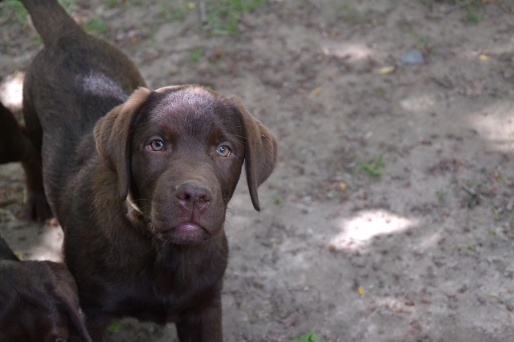 Ki Kalonek - Chiots disponibles - Labrador Retriever