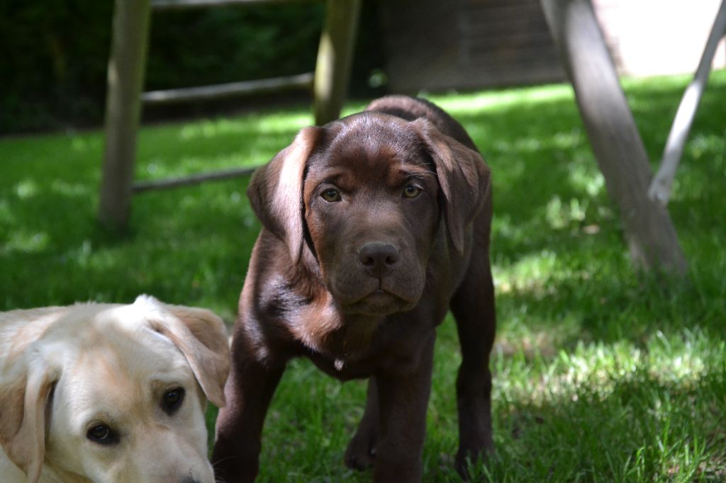 Ki Kalonek - Chiots disponibles - Labrador Retriever