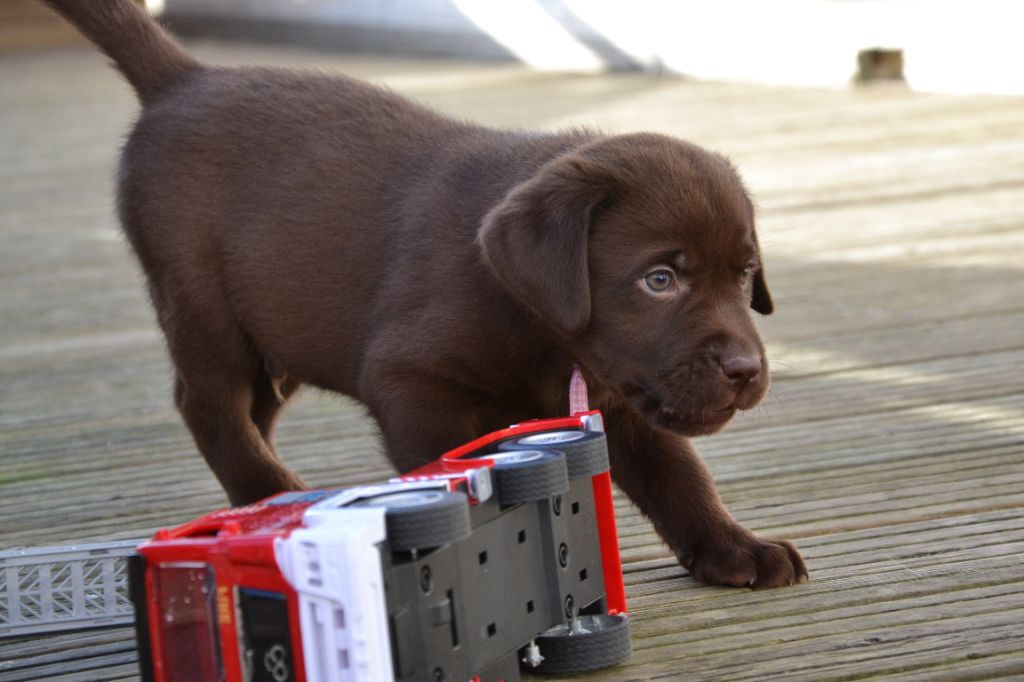 Ki Kalonek - Chiots disponibles - Labrador Retriever